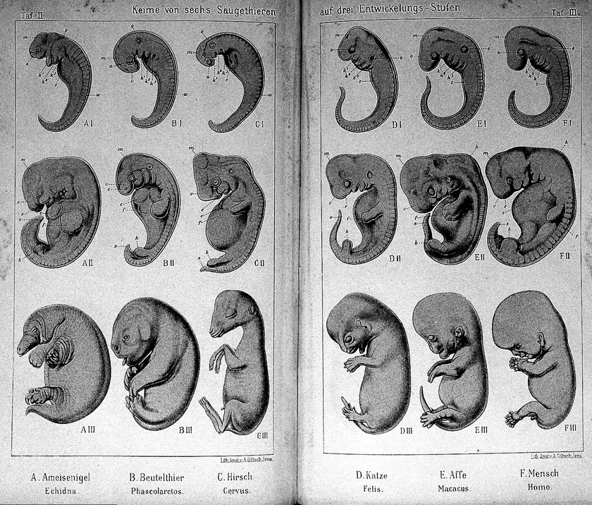 Ernst Haeckel Embryo