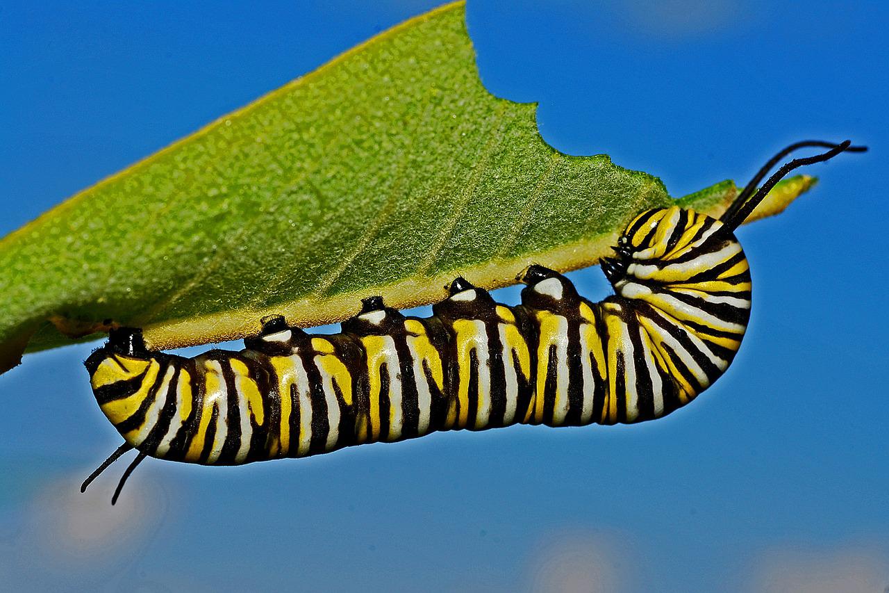 caterpillar rups groen blaadje