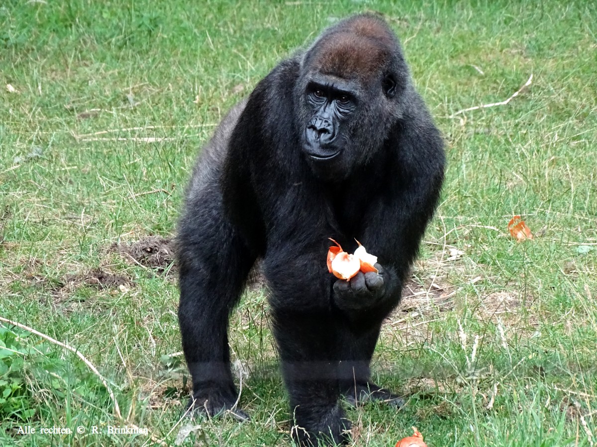 Gorilla in Burgers Zoo (Rudy Brinkman)